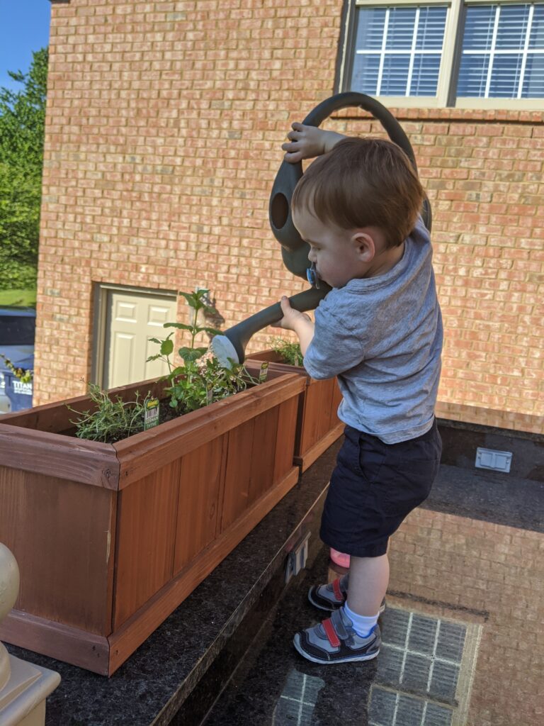 A young child helping water the herb garden 