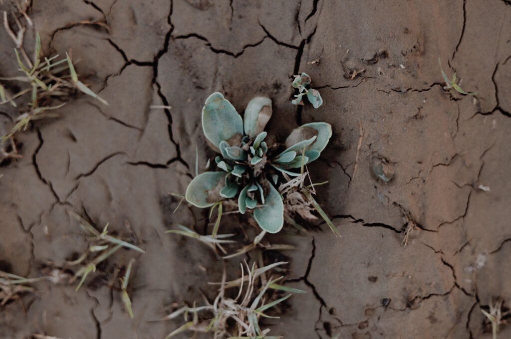 Image of packed dirt with plants growing out of the cracks. 