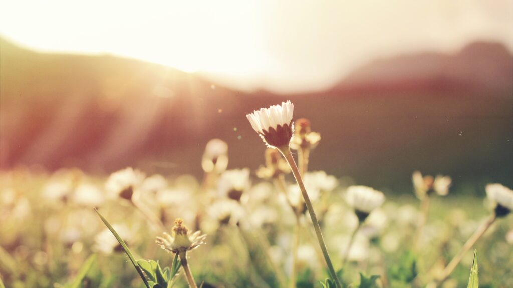 Image of flowers growing in a field 